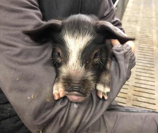 Elevage de porcs fermiers à Arville (41)