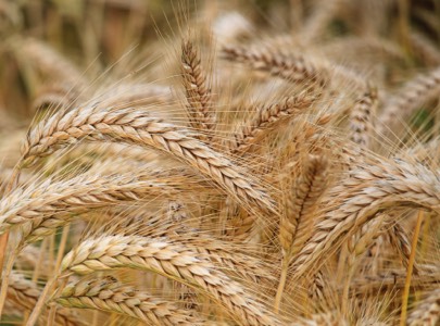 production de céréales
